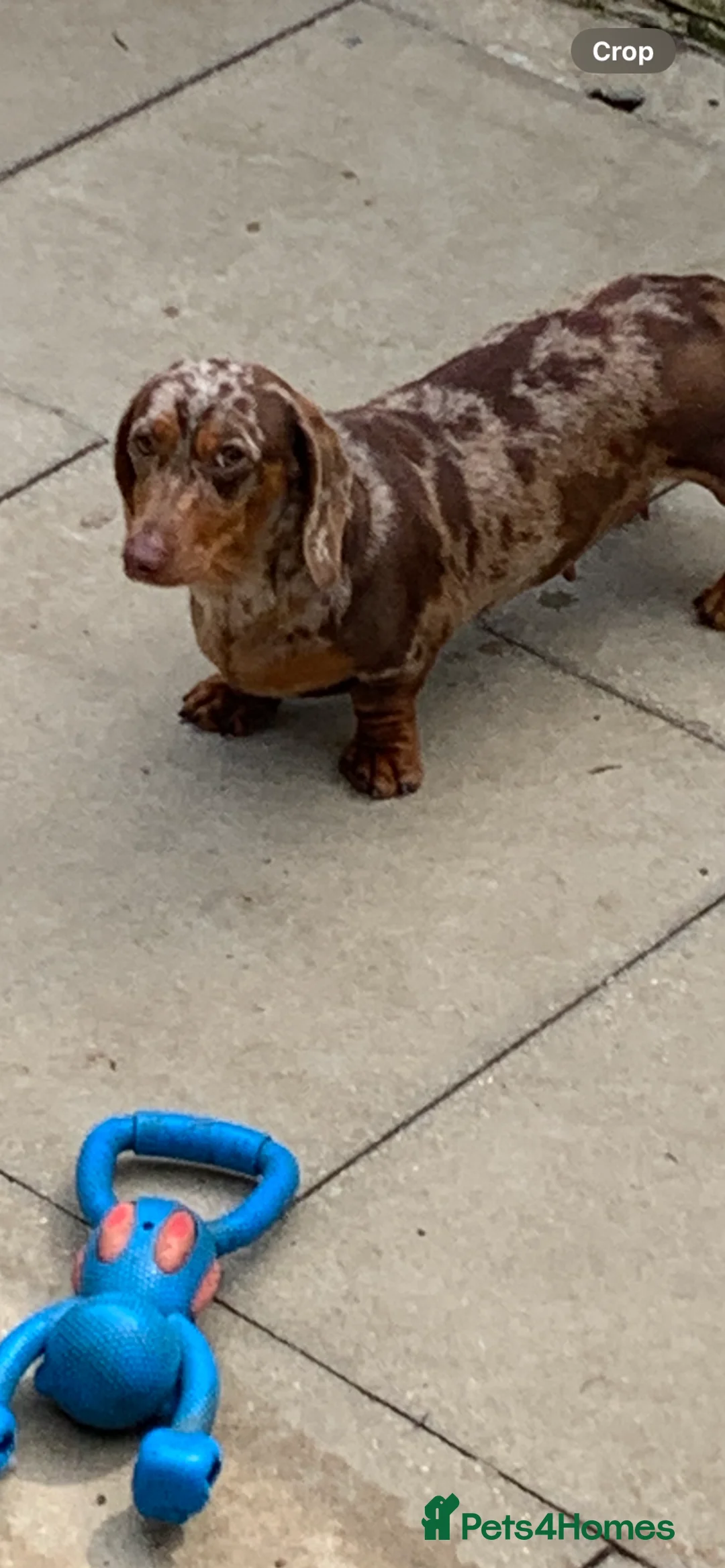 Miniature Dachshund dogs for sale: 3 years old Minature daschund female  - Advert 6