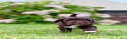 Spanish Water Dog dogs for sale: KC Spanish Water Dog Pups-Coastal Raised with ENS  - Advert 16