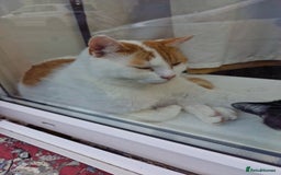Mixed Breed cats for sale: 2 male cats  - Image 2