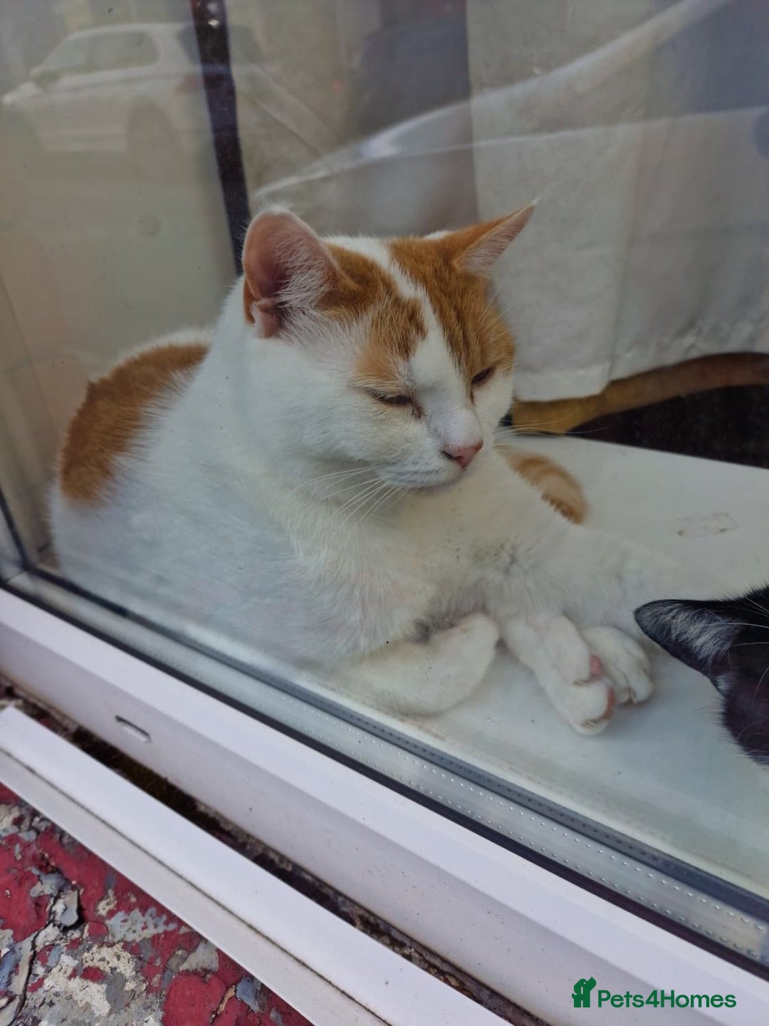 Mixed Breed cats for sale: 2 male cats  - Image 2