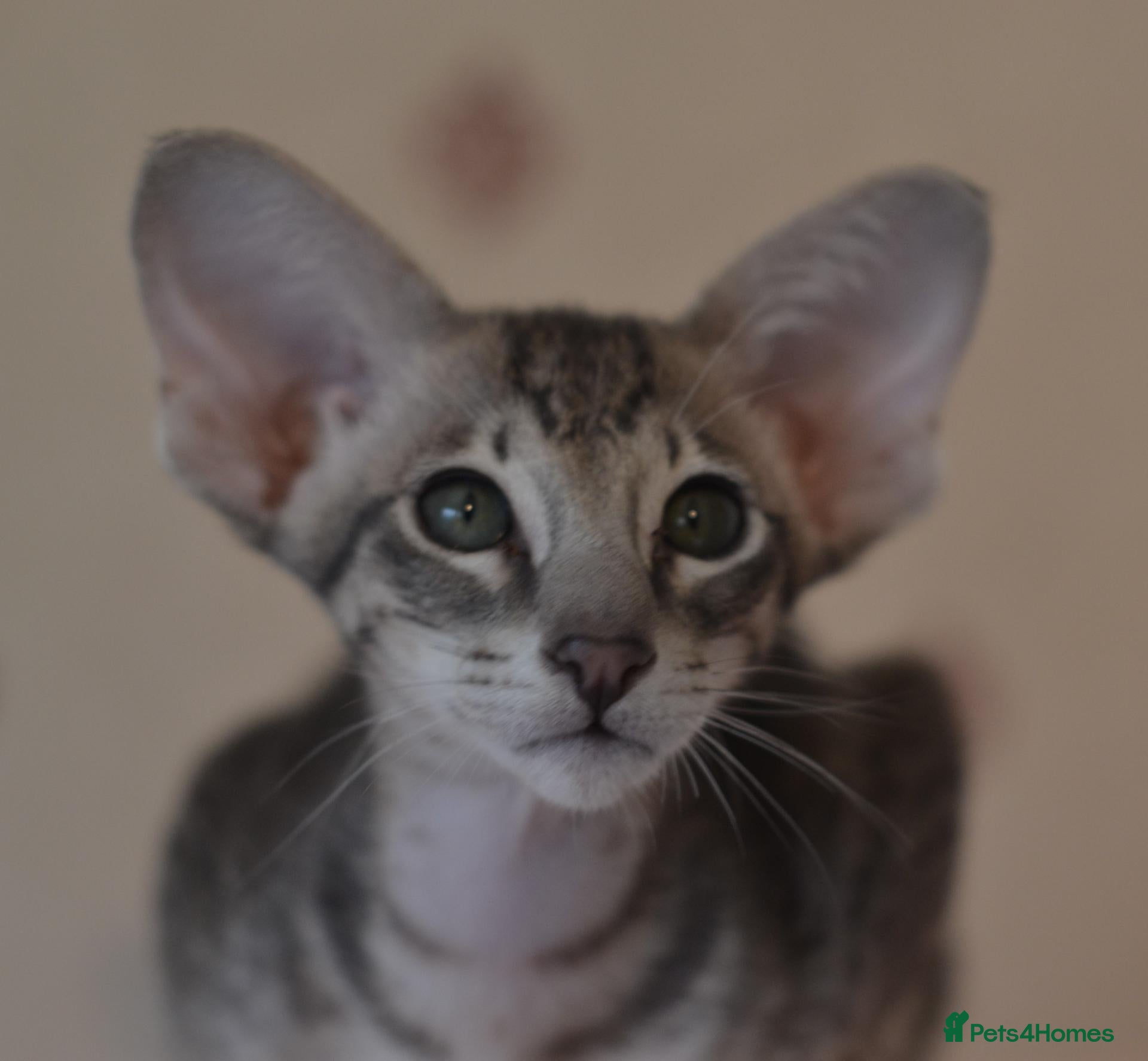Oriental cats Tica Oriental kittens for reservation - Advert 6