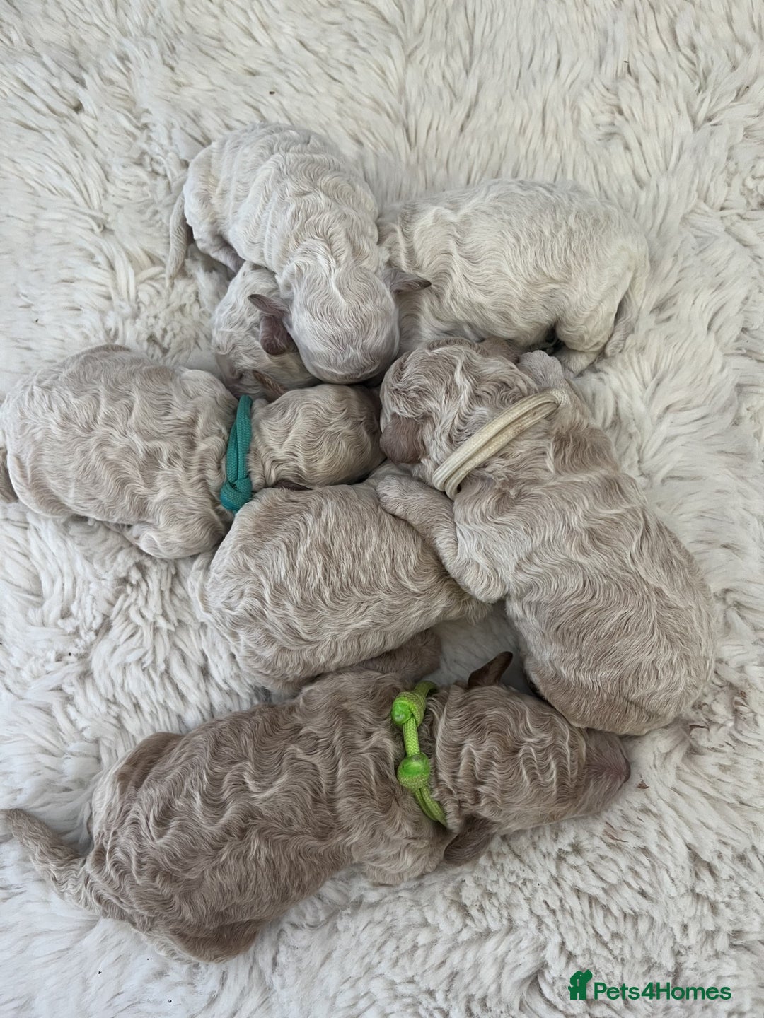 Miniature Poodle dogs for sale: Bred for temperament , health and quality. - Image 3