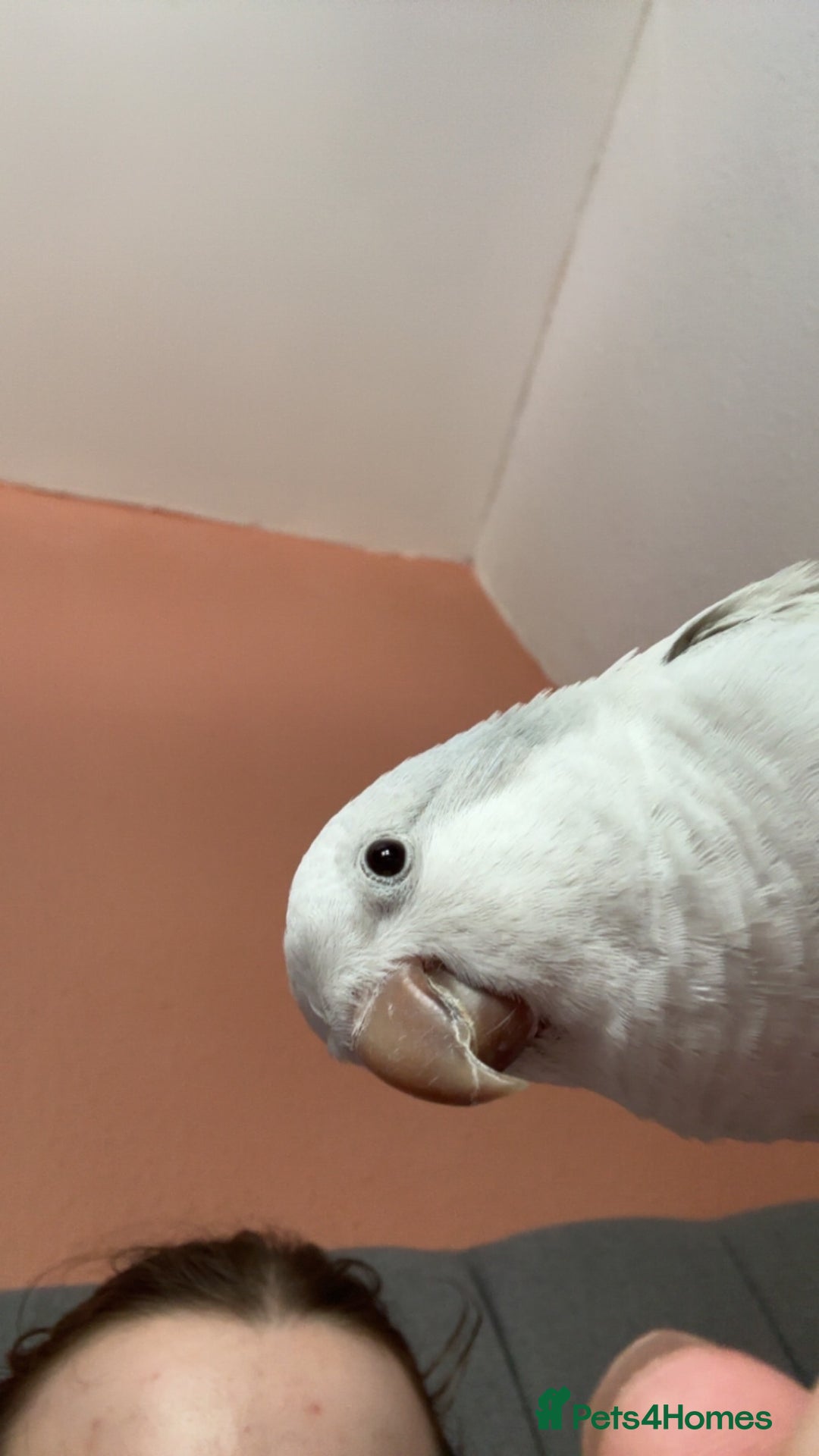 Parrots birds for sale: Blue crossover Quaker - Advert 6