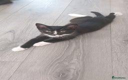 Mixed Breed cats for sale: Three beautiful tuxedos - MMF - Image 8