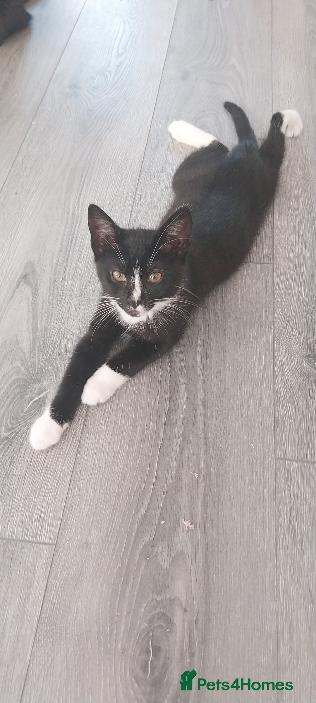 Mixed Breed cats for sale: Three beautiful tuxedos - MMF - Image 8