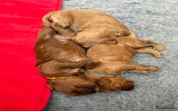 Goldendoodle dogs for sale: Stunning F2B Goldendoodles - Image 28
