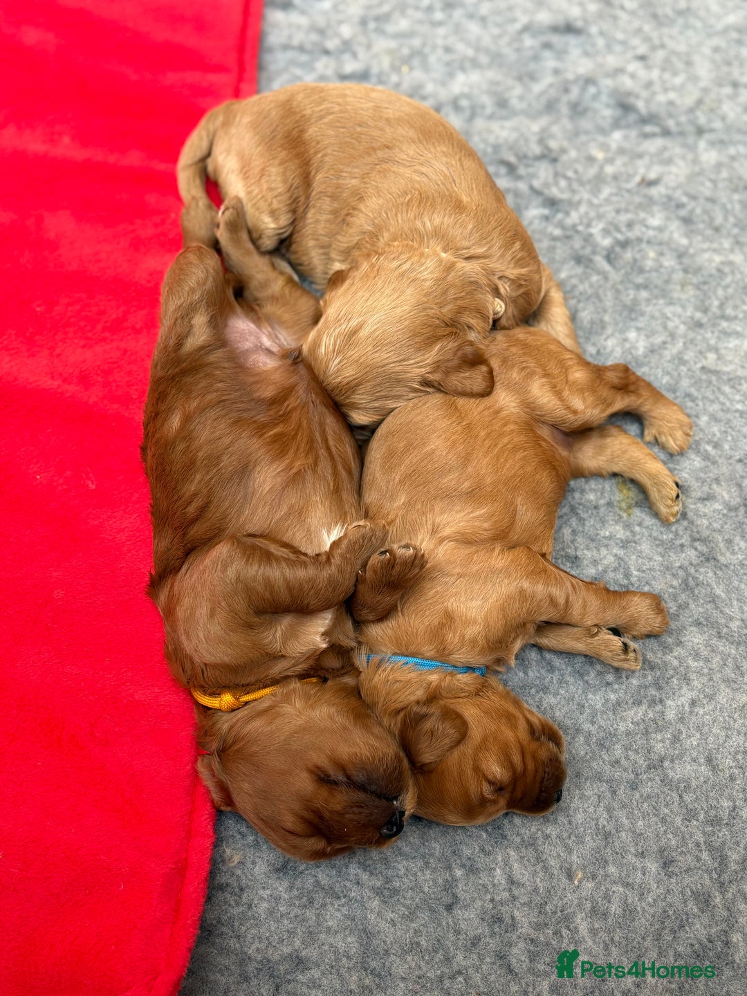 Goldendoodle dogs for sale: Stunning F2B Goldendoodles - Image 28
