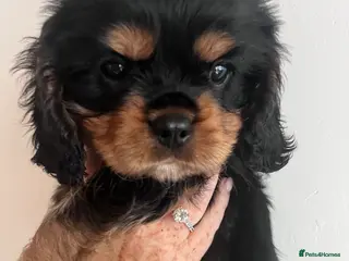 Cavalier King Charles Spaniel dogs REDUCED KC reg cavalier King Charles spaniel - Advert 11