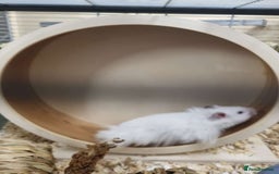 Hamster rodents for sale: long haired male syrain hamster  - Image 4