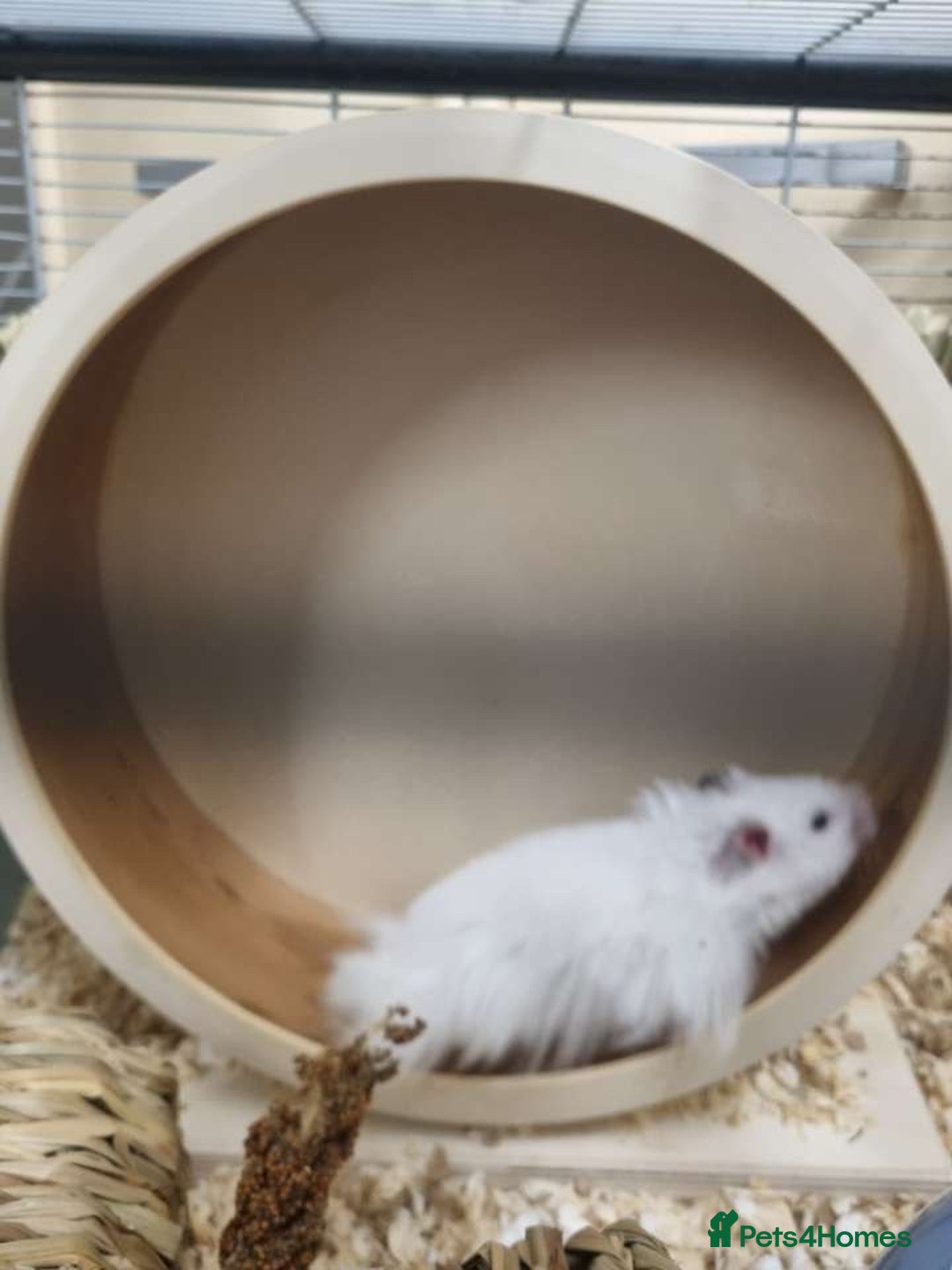 Hamster rodents for sale: long haired male syrain hamster  - Image 4