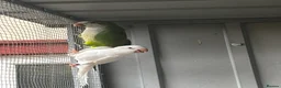 Parrots birds for sale: PROVEN breeding pair of quakers in Faversham - Advert 6