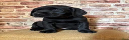 Labrador Retriever dogs for sale: BLACK LAB PUPS 270 CLEAR DNA - READY NOW  - Advert 3