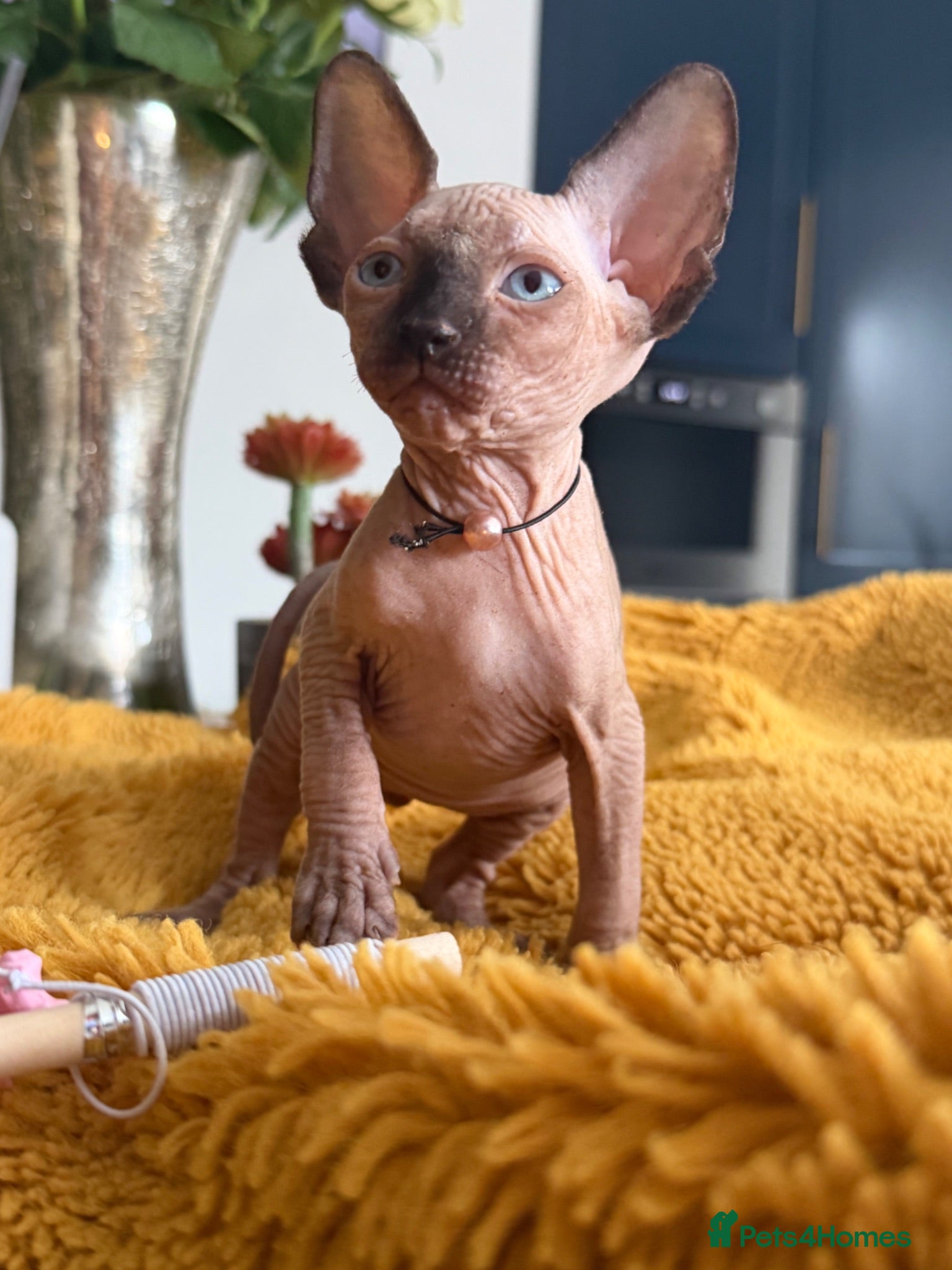 Sphynx cats 2 stunning kittens available! - Advert 4