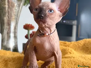 Sphynx cats 2 stunning kittens available! - Advert 4