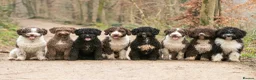 Spanish Water Dog dogs for sale: Spanish Water Dog Puppies  - Advert 12