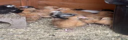 Chickens poultry for sale: Beautiful 3 week old buff orpingtons off heat  - Advert 2