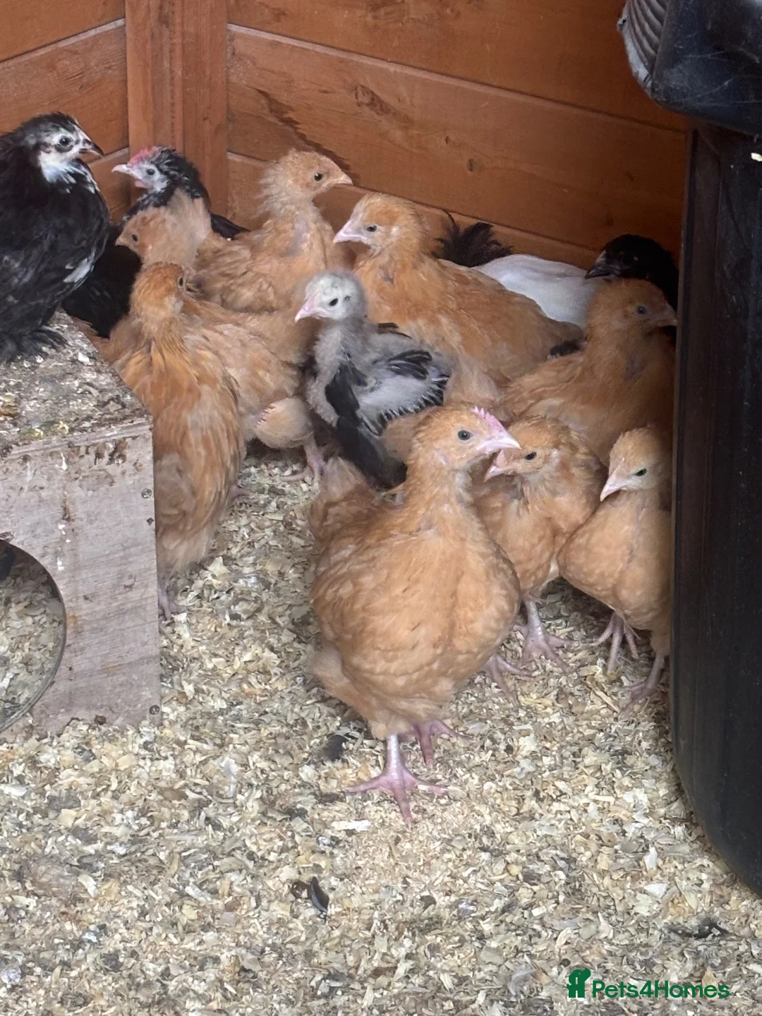 Chickens poultry for sale: Beautiful 3 week old buff orpingtons off heat  - Advert 2