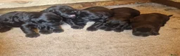 Giant Schnauzer dogs for sale: Giant schnauzer puppy's  - Advert 1
