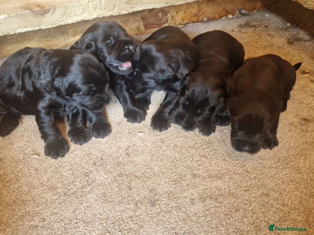 Giant Schnauzer dogs for sale: Giant schnauzer puppy's  - Advert 1