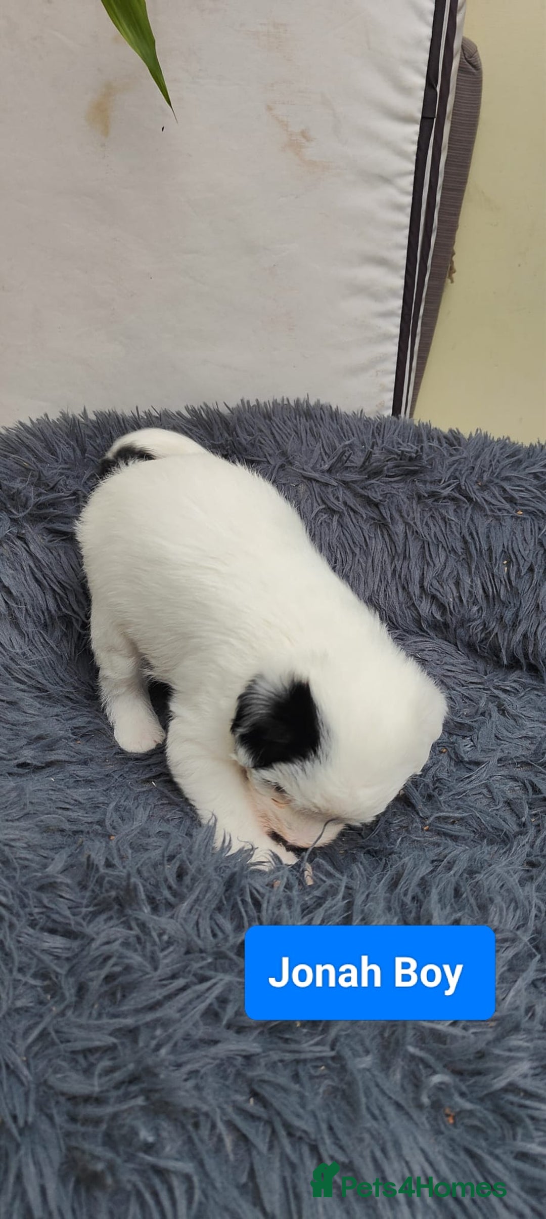 Mixed Breed dogs for sale: Lowchen (non Shedding like Poodle ) x Patterdale  - Advert 2