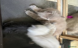 Persian cats for sale: 2 ULTRA AFFECTIONATE COLOURPOINT PERSIAN KITTENS  - Image 22