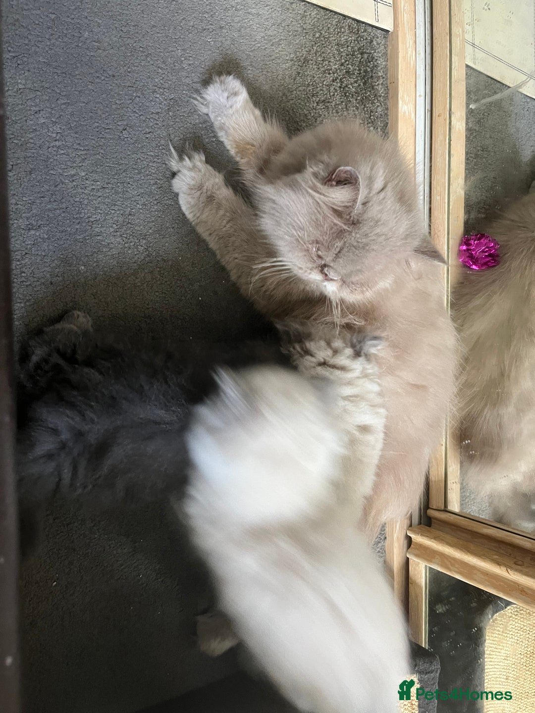 Persian cats for sale: 2 ULTRA AFFECTIONATE COLOURPOINT PERSIAN KITTENS  - Image 22