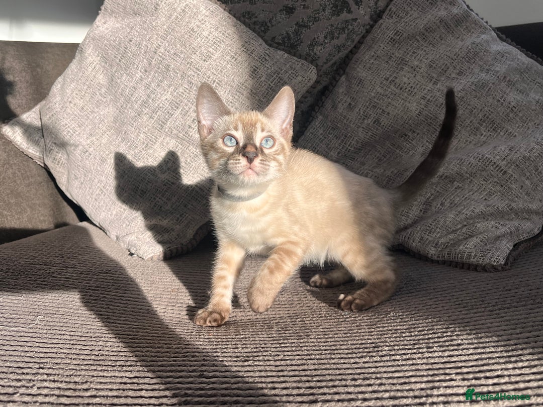 Bengal cats for sale: Stunning full pedigree bengal kittens  - Image 24