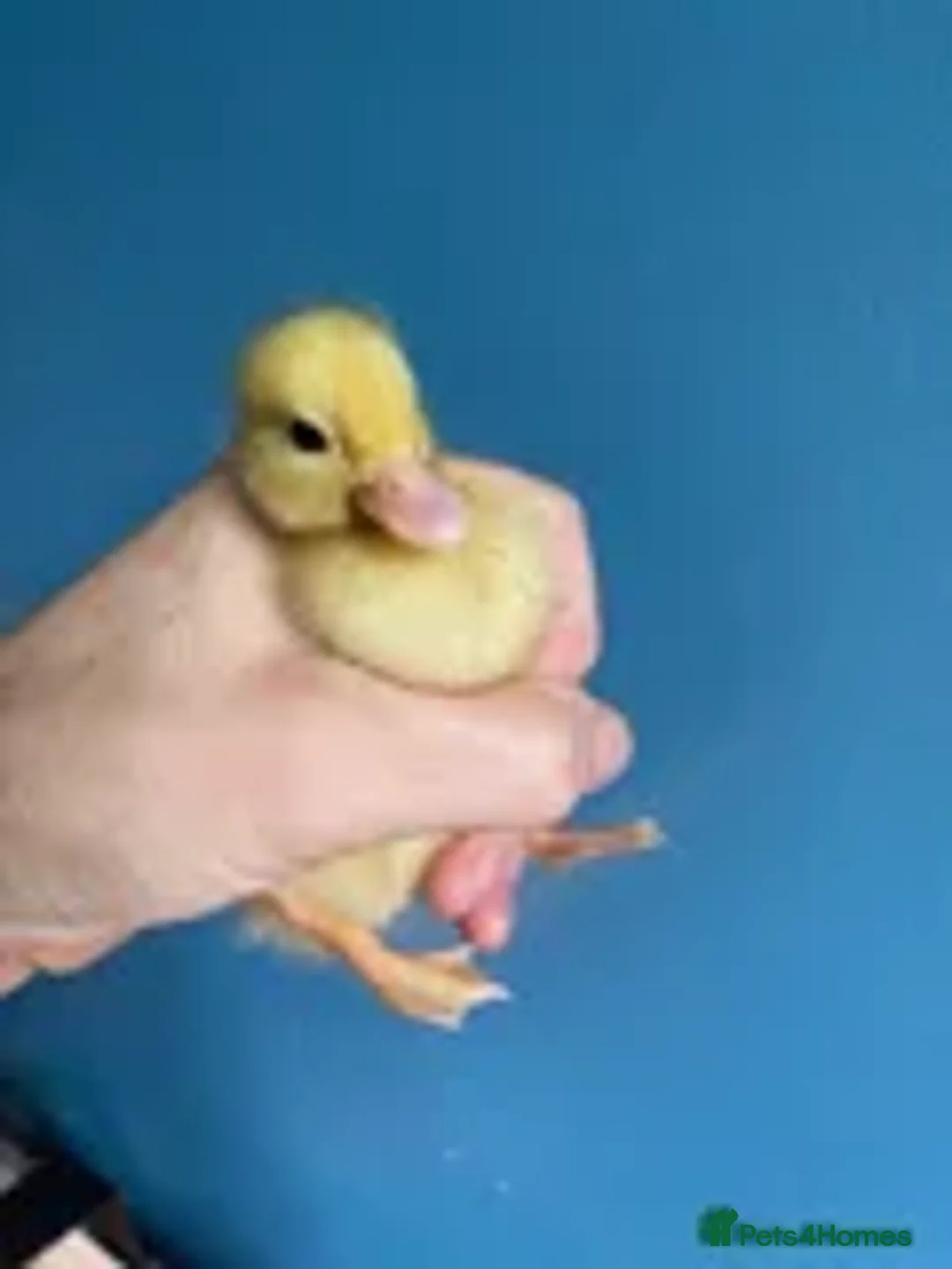 Ducks poultry for sale: Pure White Call Ducklings - Advert 1