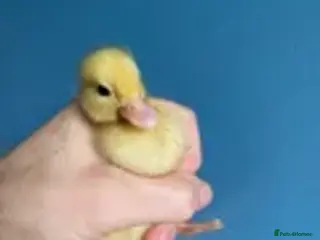 Ducks poultry Pure White Call Ducklings - Advert 1