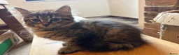 Siberian cats for sale: Two Siberian girls!! - Advert 4