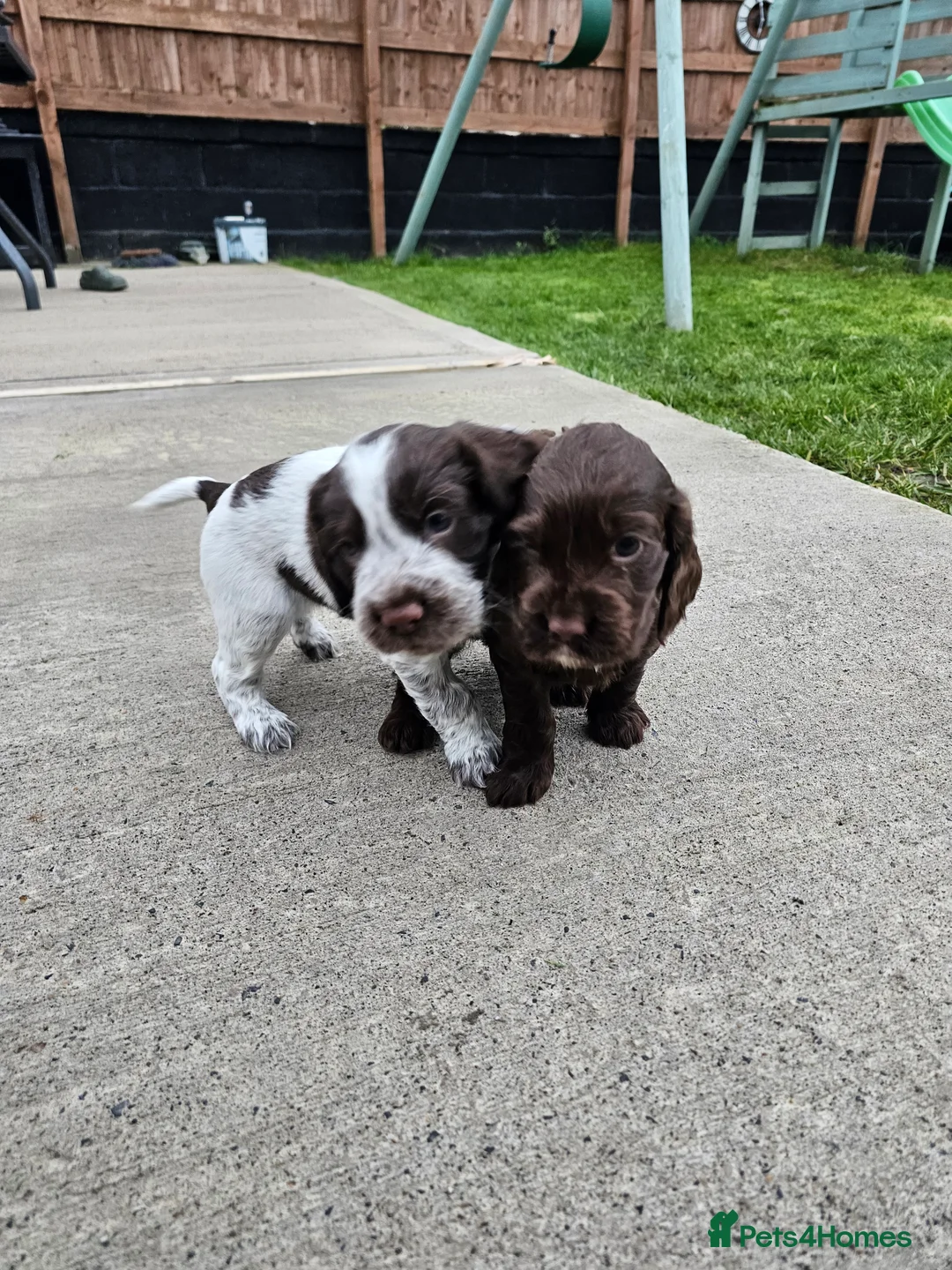 Cocker Spaniel dogs for sale: Male cocker spaniel pups - Advert 5