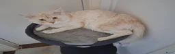 Maine Coon cats for stud: MAINECOON STUD - Advert 3