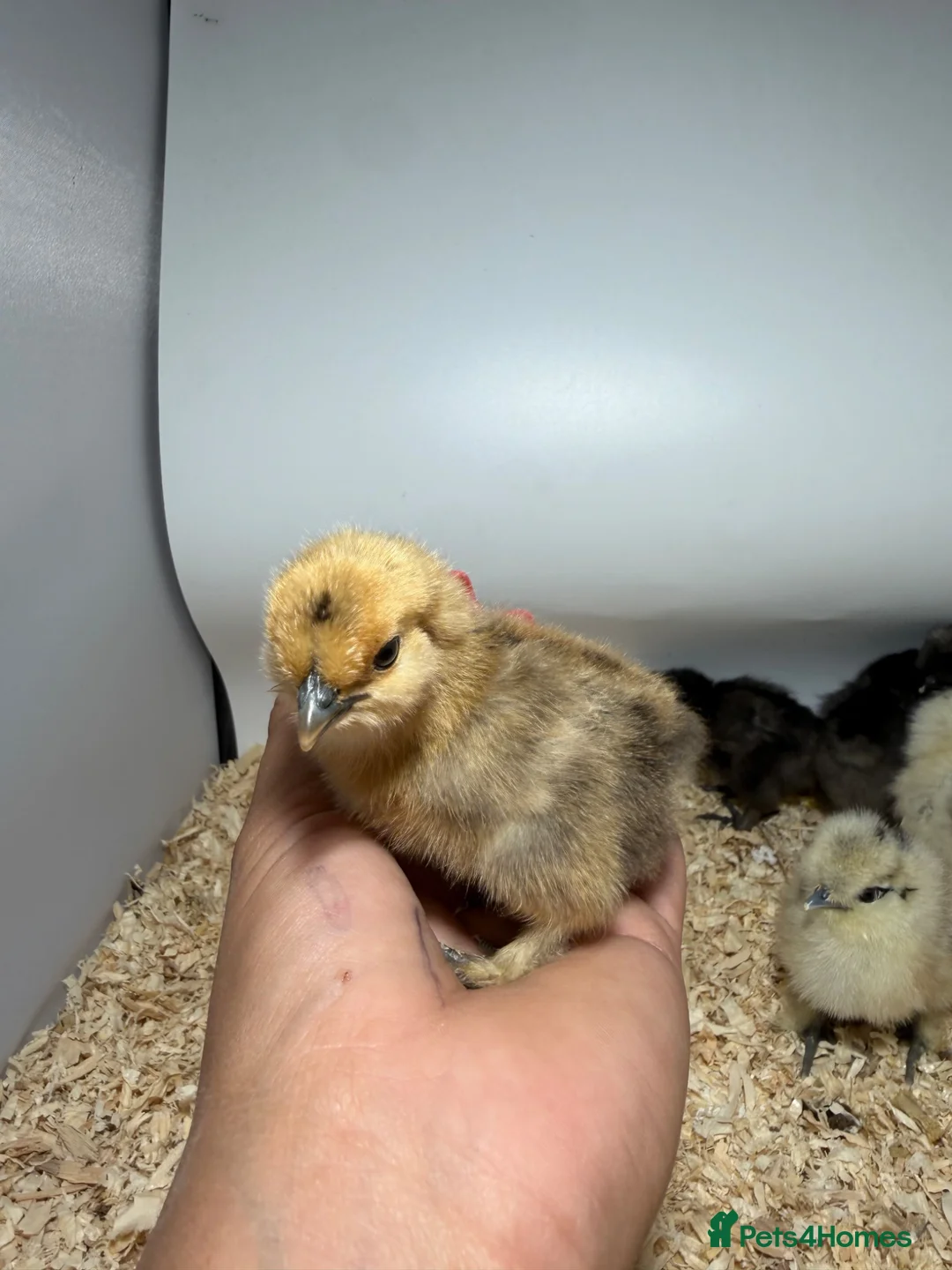 Chickens poultry for sale: 🐥🐣🥚USA Bearded silkies🐥Vorwerk🐥Brahmas🥚🐣🐥 - Advert 40