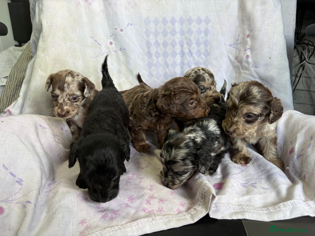 Doxiepoo dogs for sale: GORGEOUS DOXIEPOO PUPPIES  - Advert 8