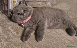 British Shorthair cats for sale: British Blues 🐻💙 Huge reduction  - Image 22