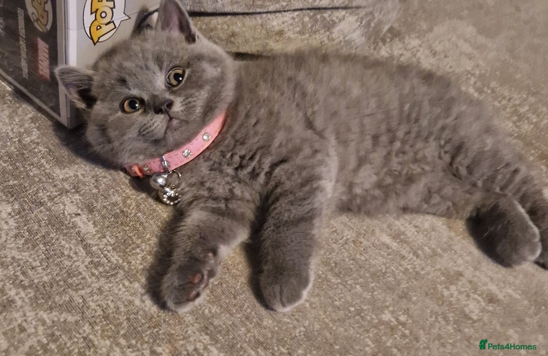 British Shorthair cats for sale: British Blues 🐻💙 Huge reduction  - Image 22