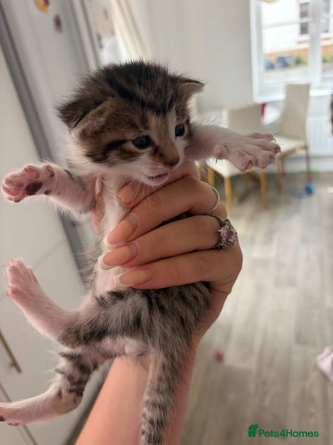 Domestic Shorthair cats for sale: Domestic shorthair kittens  - Advert 4