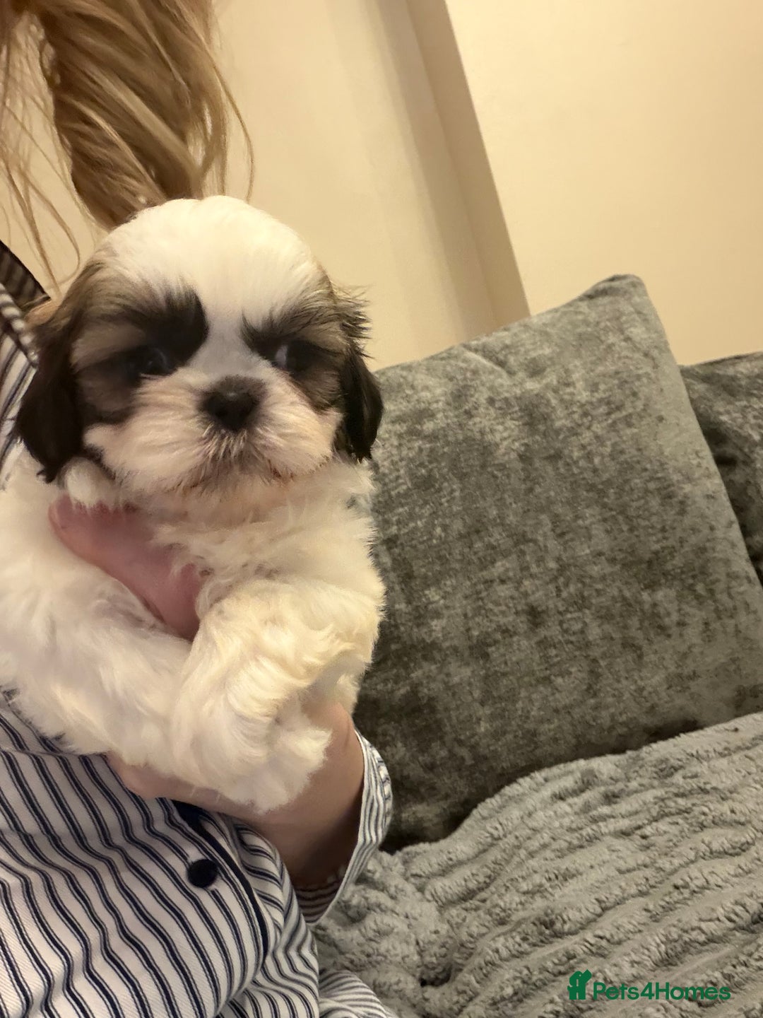 Shih Tzu dogs for sale: Incredible imperial shih tzu puppies - Advert 3