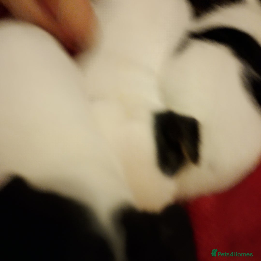 Jack Russell dogs for sale: Jack Russells  - Image 8