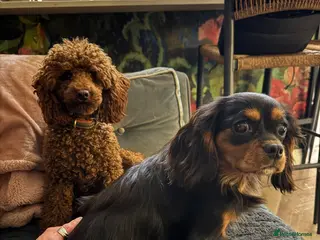 Miniature Poodle dogs for stud: William of Worcestershire non-fading poodle - Advert 1