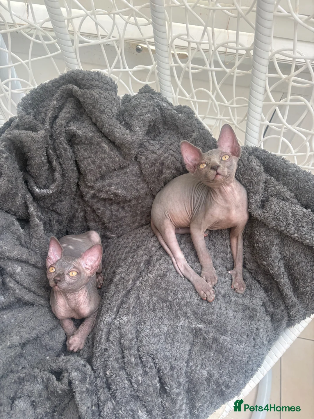 Sphynx cats for sale: Sphynx females  - Advert 3