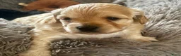 Cavachon dogs for sale: Adorable Cavachon puppies need forever homes - Advert 24