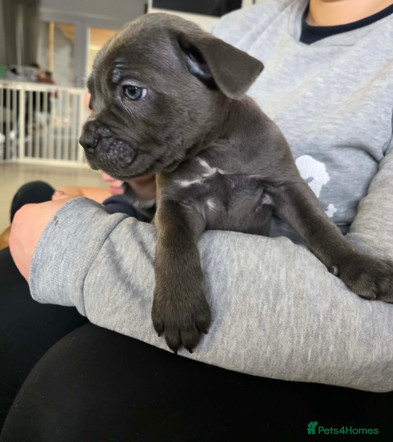 Cane Corso dogs READY TO LEAVE 🥰ICF/ICCF Champion 6th GENERATIOn - Advert 1