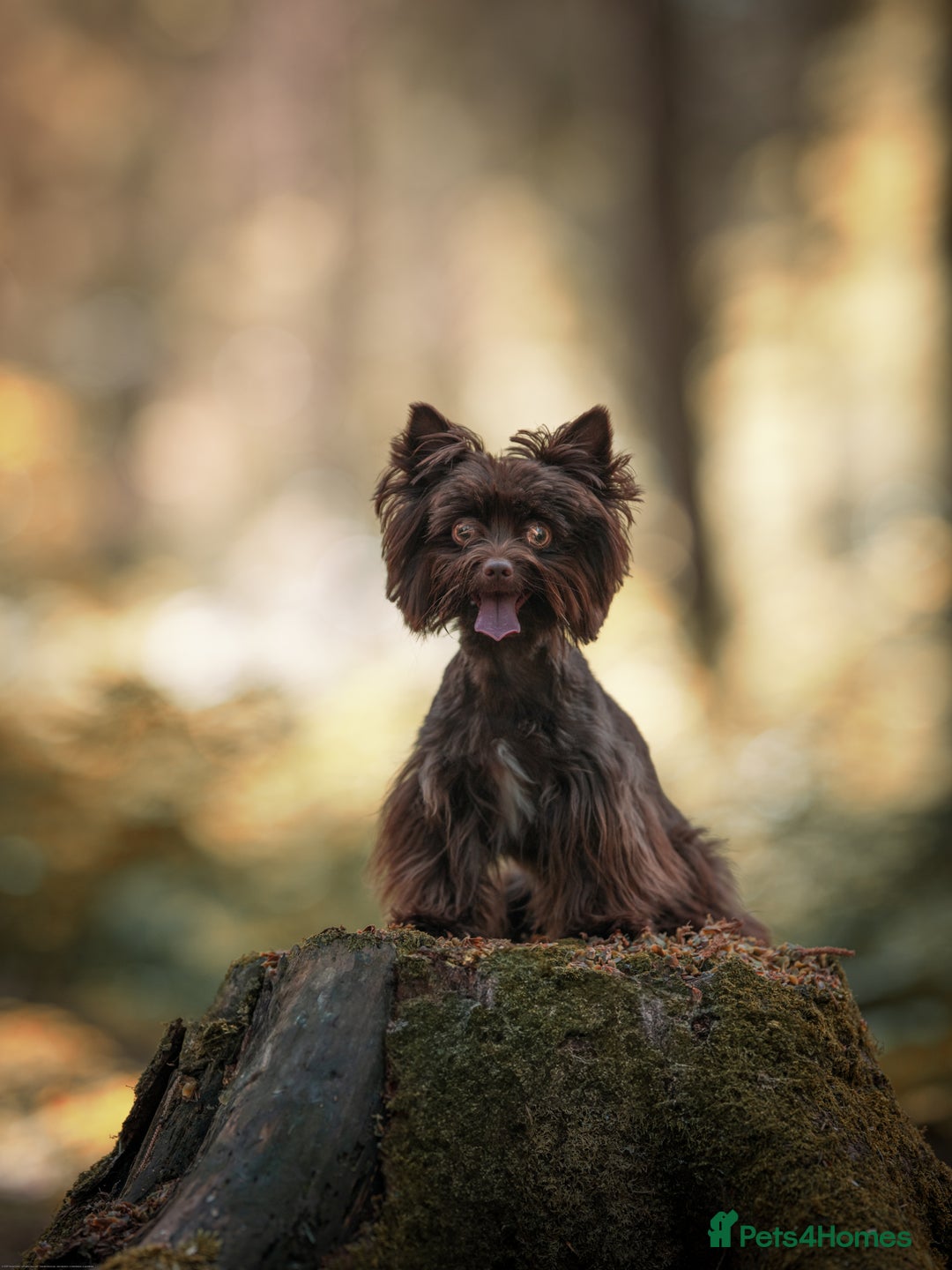 Yorkshire Terrier dogs for stud: Chocolate Yorkshire terrier for stud - Image 3