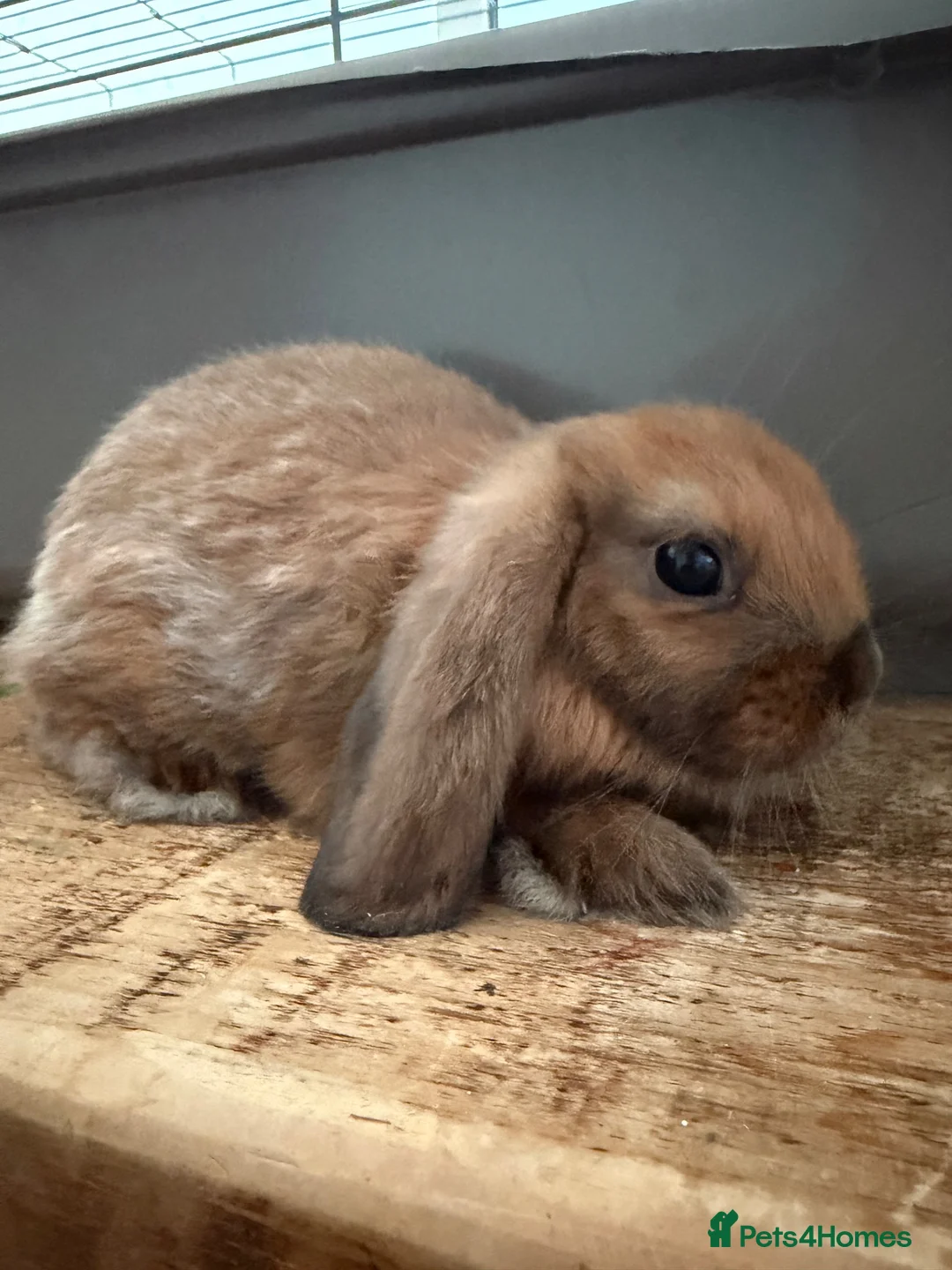 Mini Lop rabbits for sale: Mini Lop Bunny for Sale – Female 🐰 - Advert 3
