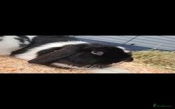 Mini Lop rabbits for sale: Mini lop rabbit - Image 2