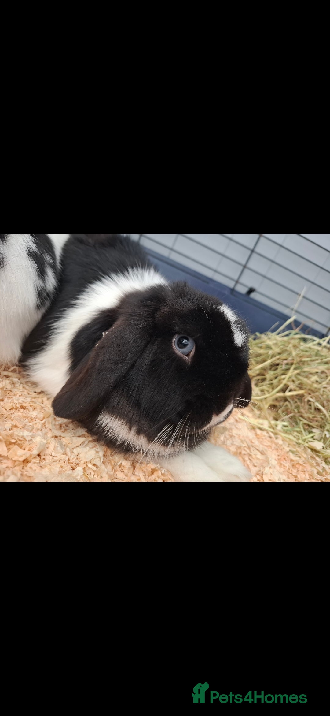 Mini Lop rabbits for sale: Mini lop rabbit - Image 2