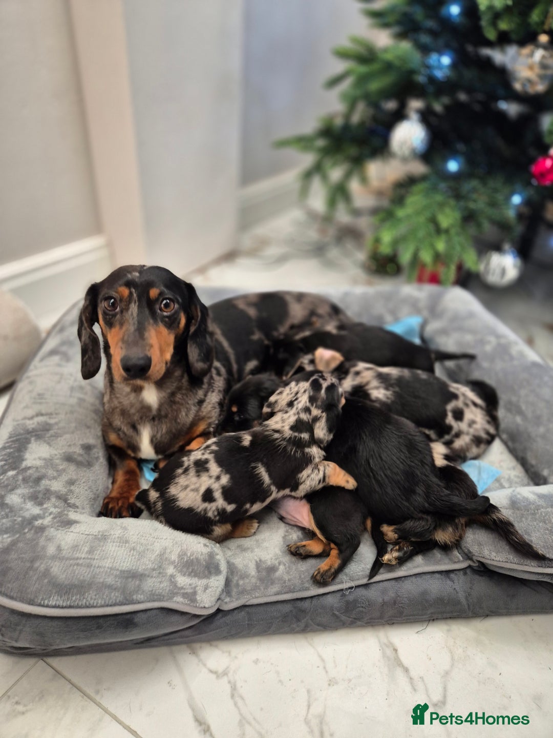 Dachshund dogs for sale: 💙Miniature Dachshund puppies! First litter!🩷  - Advert 2