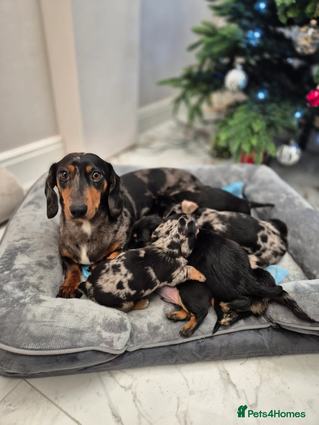 Dachshund dogs for sale: 💙 Miniature Dachshund Boy!💙 - Advert 8