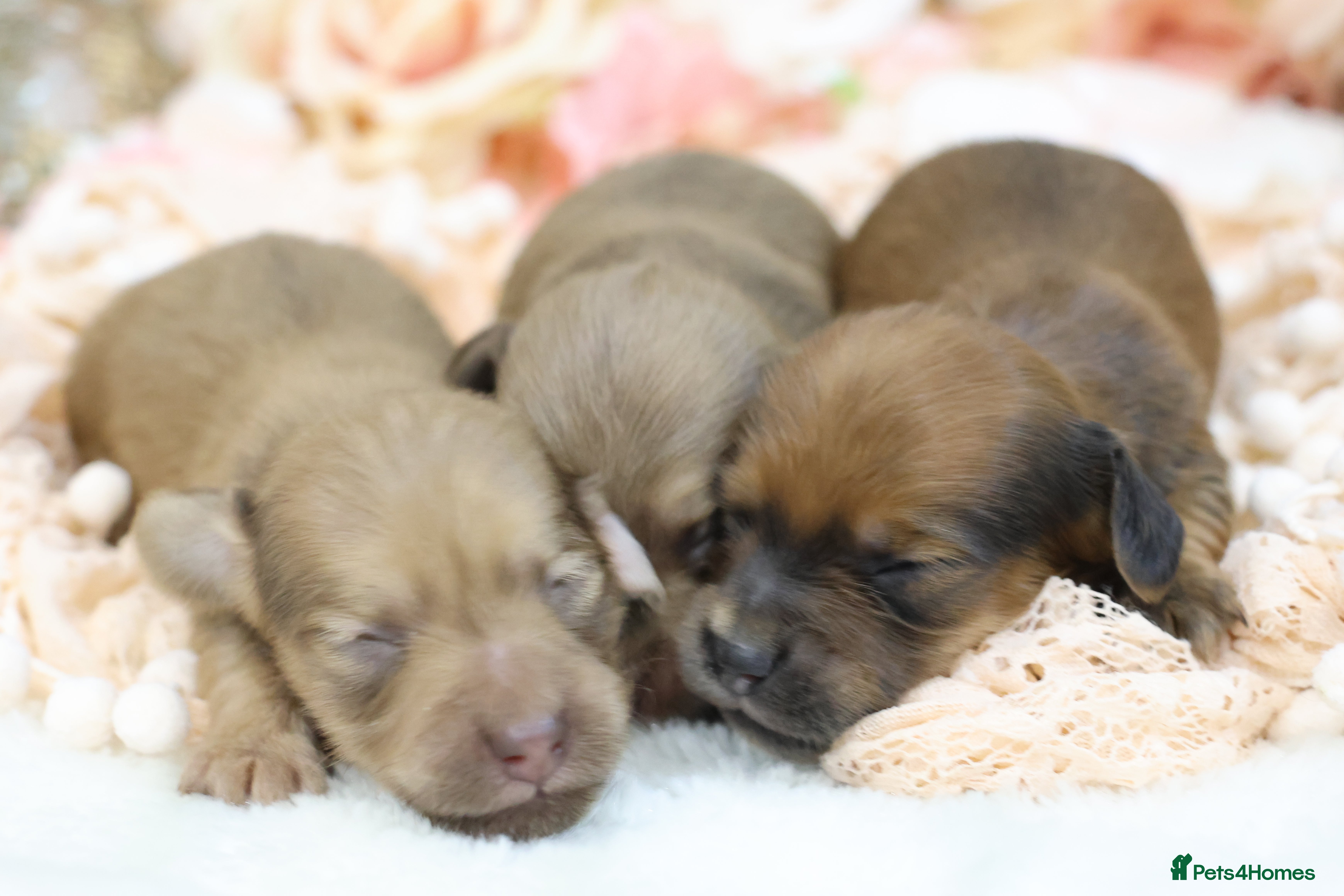 Miniature Dachshund dogs KC Miniature Dachshund Puppies - Advert 7